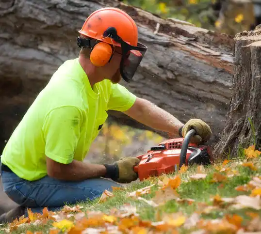 tree services Hammondsport